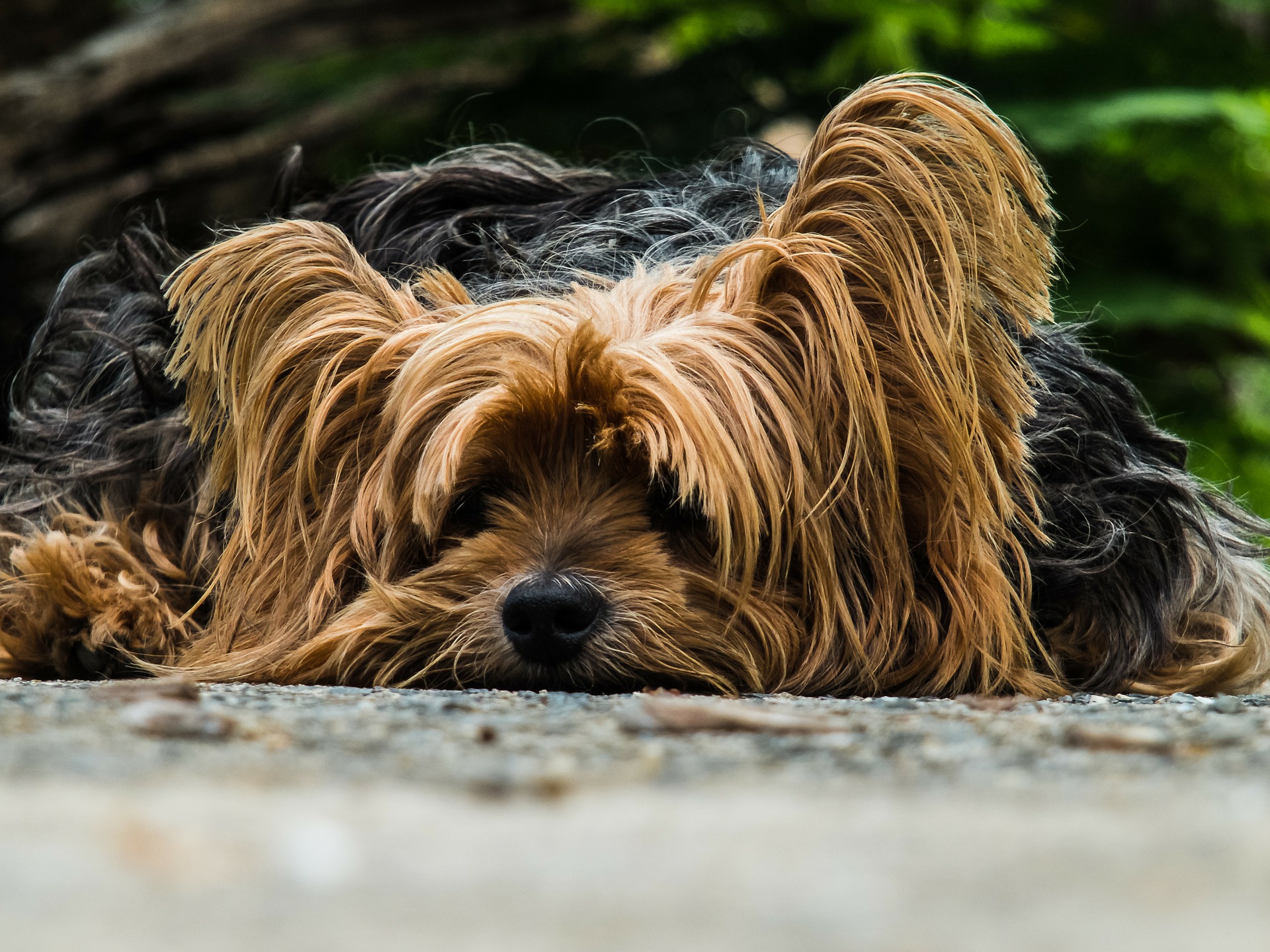 Verbraucherschutz für Tiere