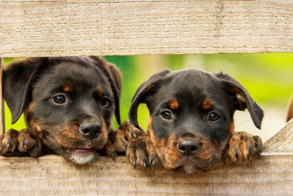 Versicherung für Hunde
